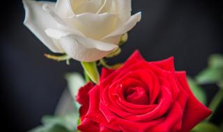 99朵红玫瑰加上一朵白玫瑰是什么含义 白玫瑰和红玫瑰